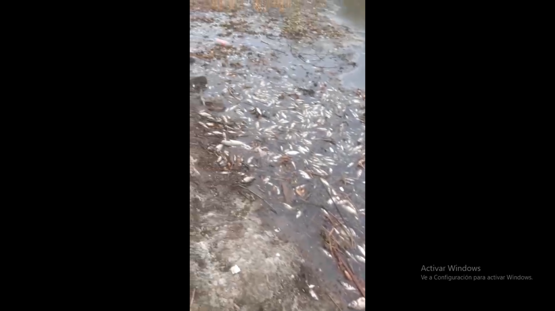 Gran cantidad de peces muertos apareciendo en el arroyo Las Hermanas