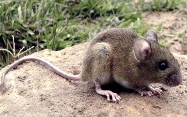 Ratón que trasmite a Fiebre Hemorrágica Argentina