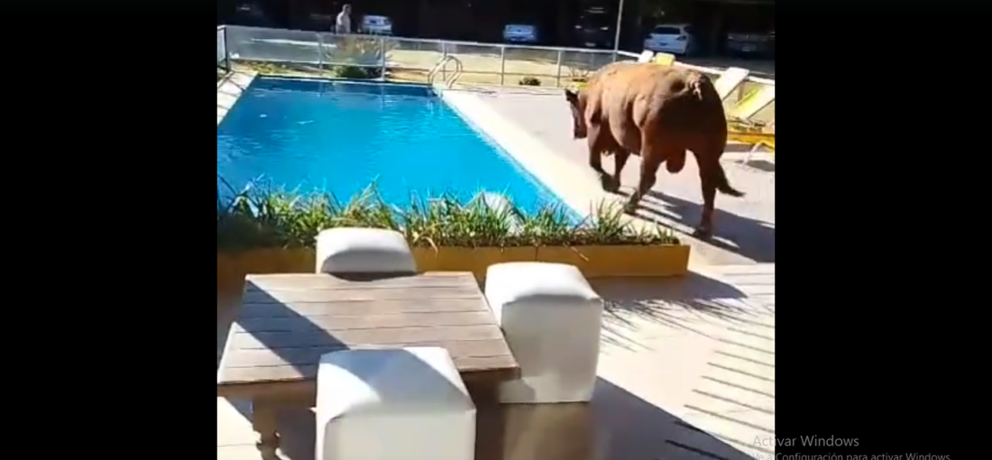 El toro caminaba cerca de la pileta y cayó.