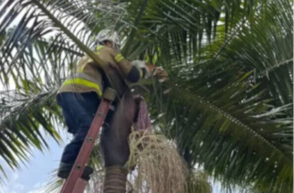 boberos rescata gato