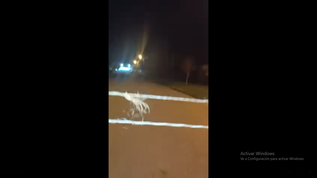 Captura de pantalla (273)